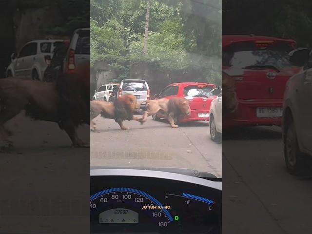 Akibat Perkelahian Singa,tabrak Mobil Pengunjung di Taman Safari.