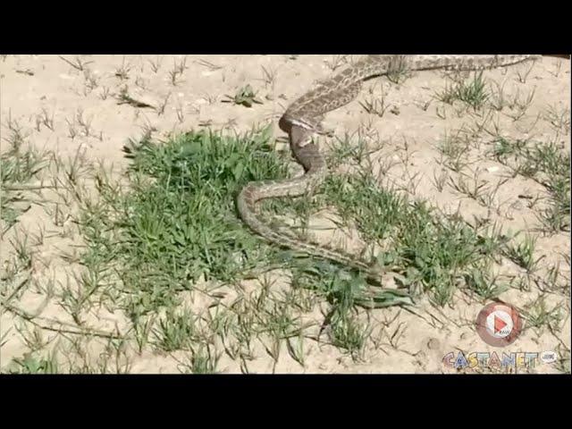 RAW: Snake bites onto another