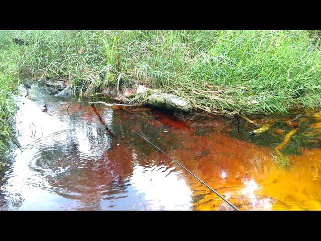 IKAN SELUANG PALING SUKA TEMPAT INI MANCING IKAN SELUANG