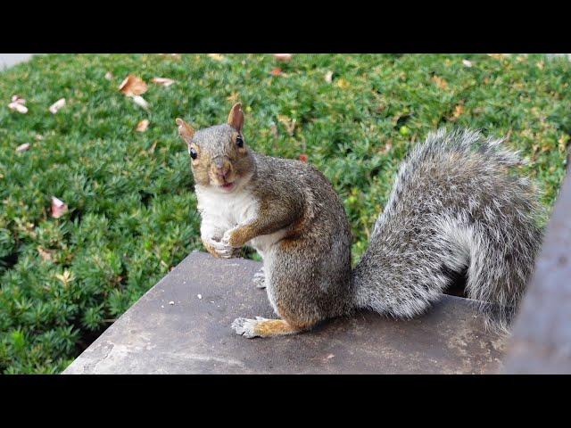 When a squirrel is happy to see his human friend