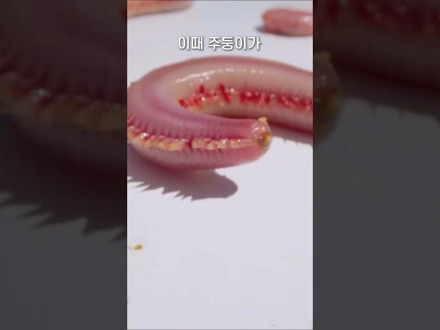 여자가 보면 무서운 벌레 #shorts