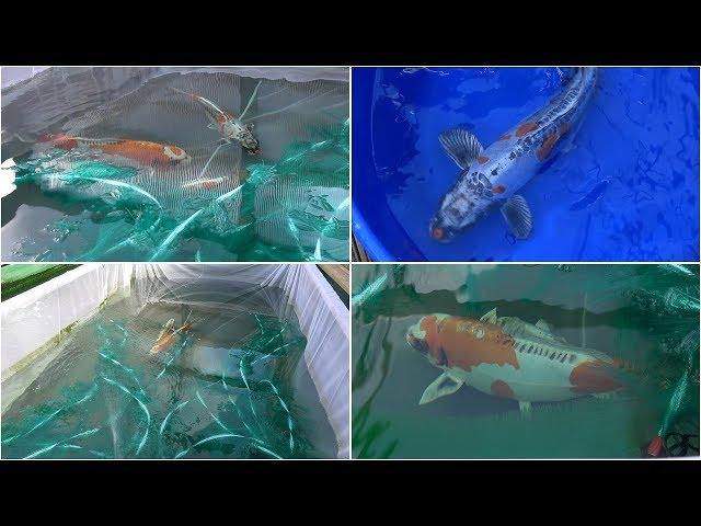 My Koi Breeding Project - Part 2 - The First Night.....