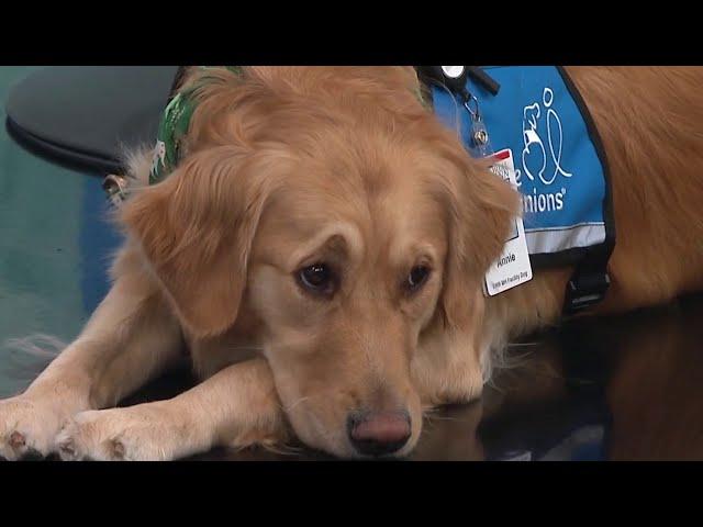 Meet Annie: TIRR Memorial Hermann’s new therapy dog changing lives