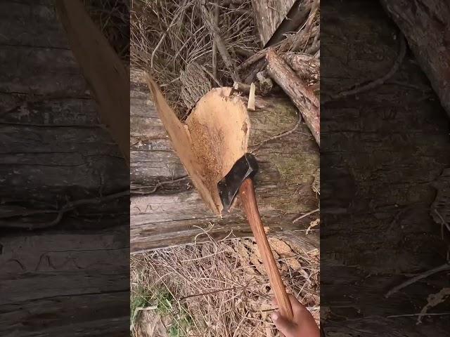 Cutting down a dead tree #treelife