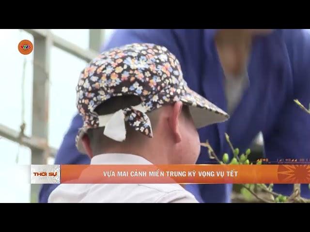 VỰA MAI CẢNH MIỀN TRUNG KỲ VỌNG VỤ TẾT | VTV5