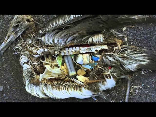 Plastic Ocean - excerpt from Planet Ocean the movie