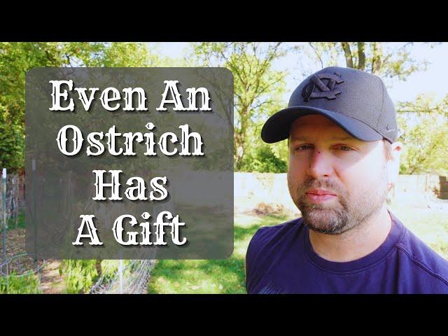 Even An Ostrich Has A Gift