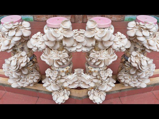 Easy - how to grow oyster mushrooms at home and harvest every day