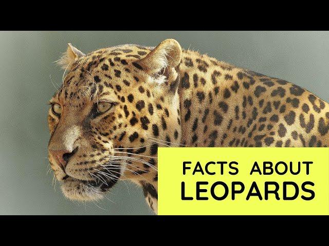 Leopard Facts for Kids | Interesting Educational Video about Leopards for Children | Fun Facts