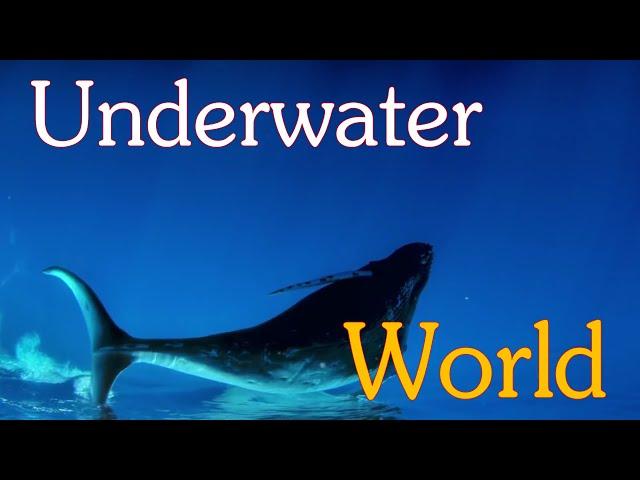 Amazing Underwater World [Laszlo] [One Step Away] [Full HD]