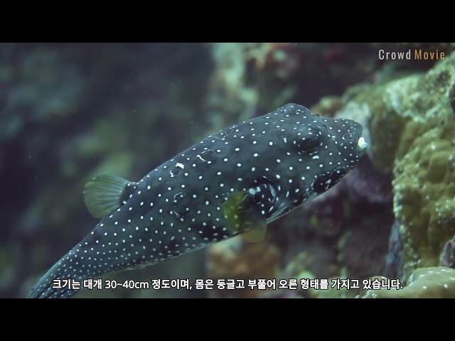 ‘4k underwater shooting   "The Beautiful but Toxic White spotted Pufferfish"   흰 점박이 복어