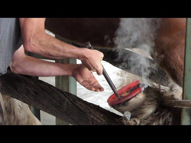 Shoeing a draft horse in close up and in detail