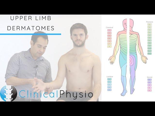 Upper Limb Dermatomes | Clinical Physio