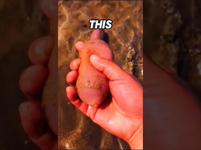 Strangest Thing Found At The Beach ️