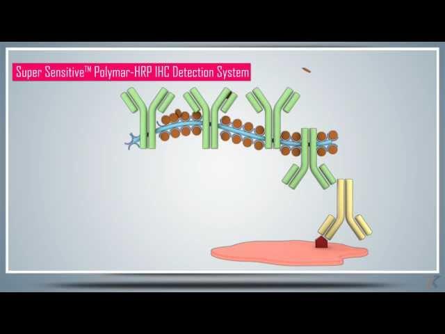 Immunohistochemistry (IHC) & Antigen/Epitope Protein Retrieval - Principle, Technique and Protocol