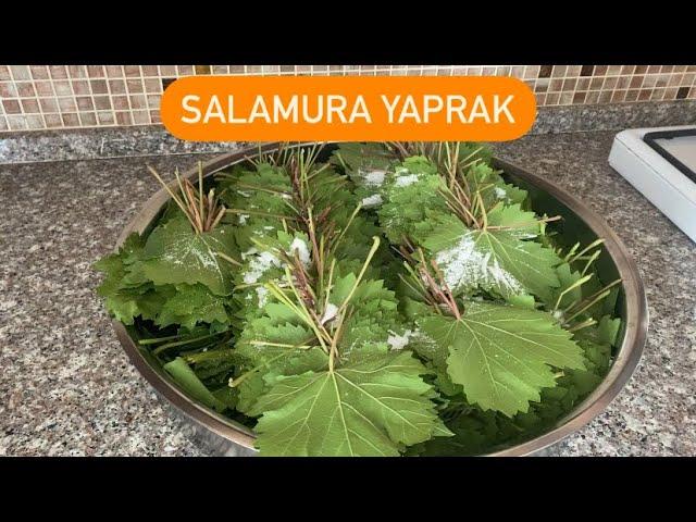 Salamura Yaprak Tüm Püf Noktaları İle Salamura Yaprak Yapımı #salamurayaprak #yaprak #salamura