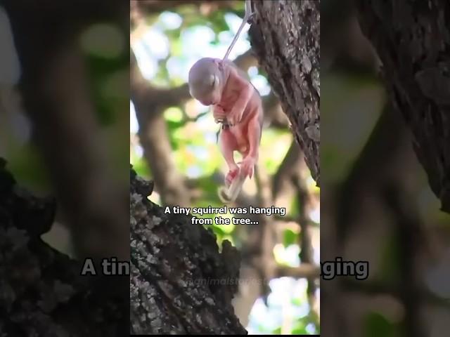 This Squirrel Needed Help  #hearttouching #animals
