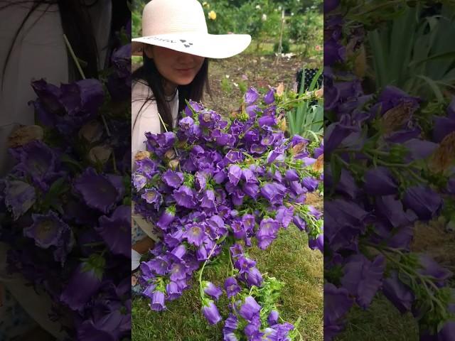 Canterbury Bells