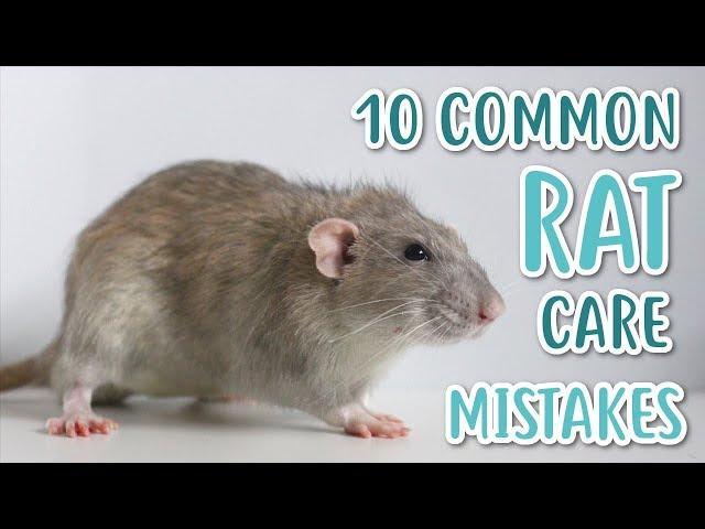 10 COMMON RAT CARE MISTAKES!