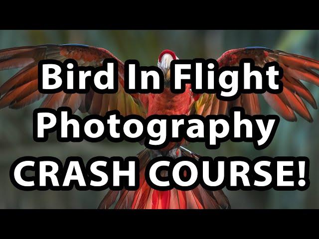 Bird In Flight Photography - Crash Course!