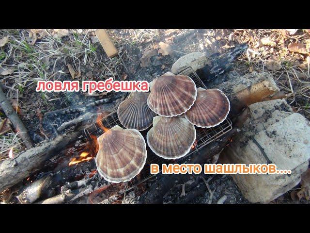 Дайвинг в Приморье.Морские гребешки. Дайвинг для начинающих. жизнь в Приморье.