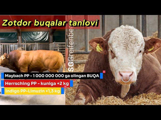 Limuzin, SIMMENTAL-go‘sht va SIMMENTAL: sizga qaysi biri yoqdi?