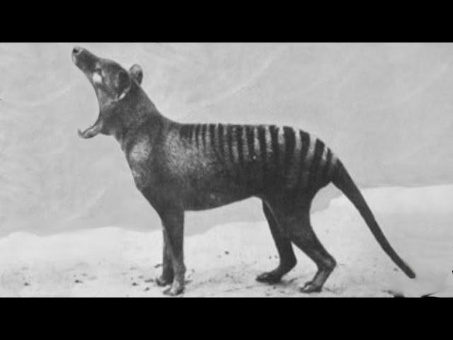 Rare footage of extinct animals