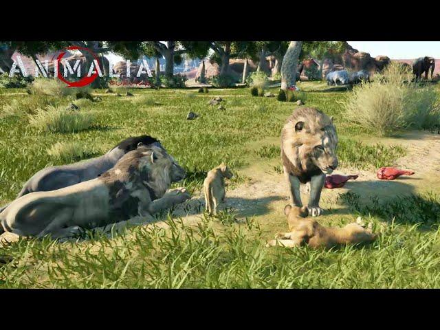 Animalia Survival - Lion Pride - Battles Deadly - Gameplay