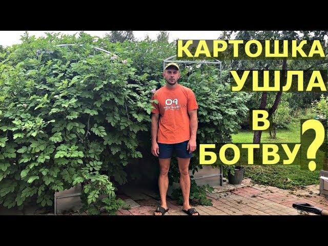 Почему у КАРТОШКИ ГИГАНТСКАЯ ботва?