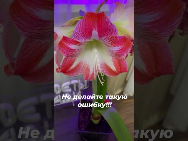 Не сажайте так Гиппеаструмы