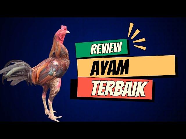 Ini Ayam Pama Terbaik dan termahal di Thailand,  Milik Noomrongme Farm