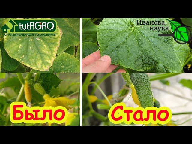 CUCUMBERS ARE LEAVES AND OVARYS TURNING YELLOW? Water them with this immediately! Quick treatment...