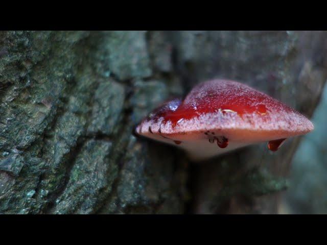 Beefsteak fungus, cooking and eating