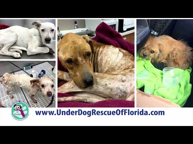 Underdog Rescue Giving Challenge 2022