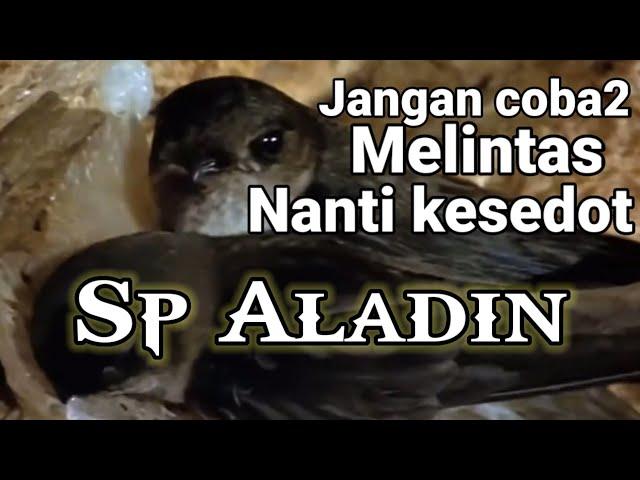 Sp Aladin, suara panggil walet birahi lintasan jernih dan ampuh