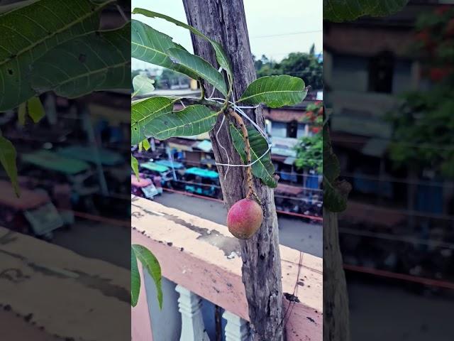 American red Palmer, mango. #nature #beautifulflower #flowers #tariqazizpoetry #garden #mango #tree