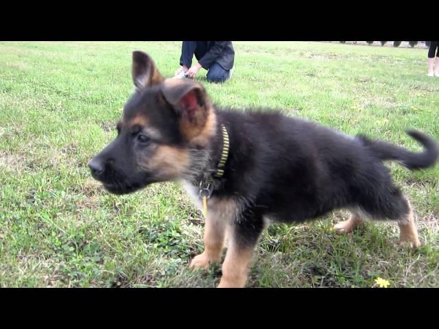 German Shepherd Puppy Barking