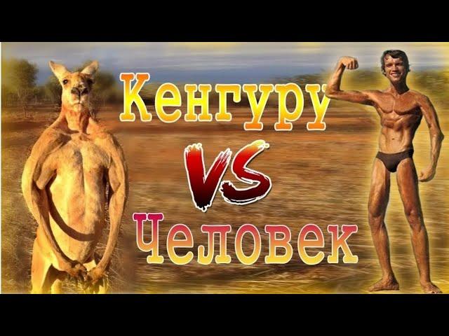 КЕНГУРУ vs ЧЕЛОВЕК/Kangaroo vs human/ потасовка туриста с кенгуру попала на 