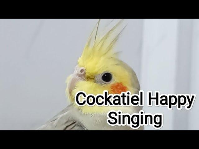 Cockatiel Happy Singing Dancing 