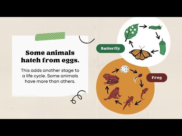 Life Cycles of Humans and Animals Presentation