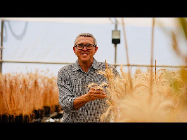 Long coleoptile wheat: Nationwide trial explores 'game changing' wheat varieties