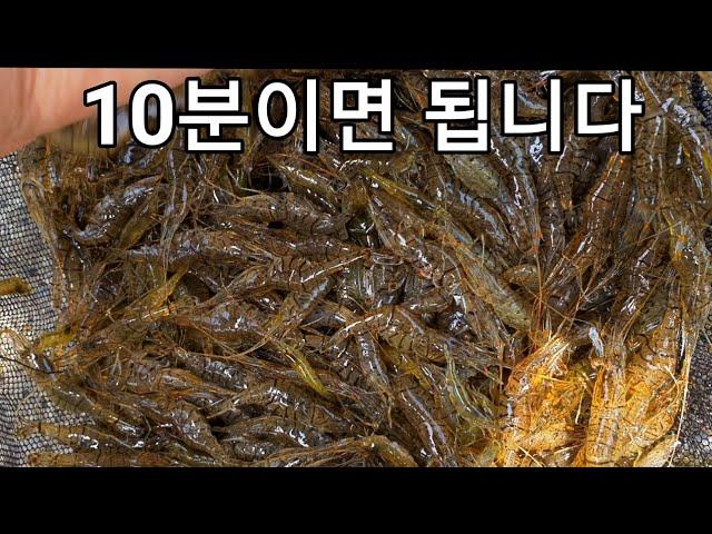 통발 없이 짧은시간&손쉽게 민물새우 쓸어담는 방법(봄~가을)