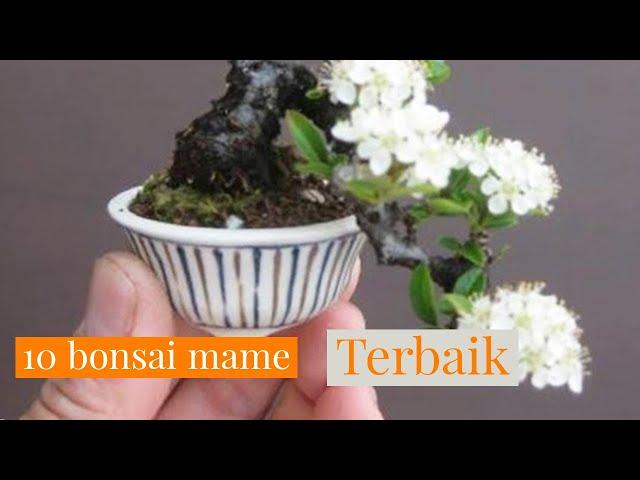 BONSAI MAME JUARA || 10 TERBAIK