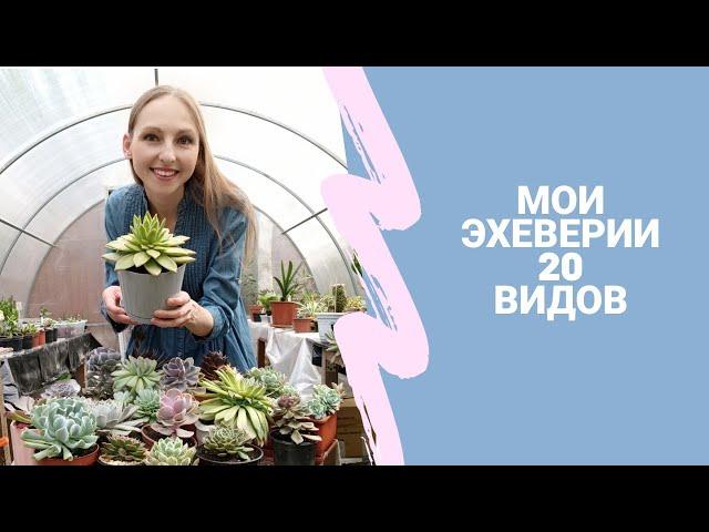 МОИ ЭХЕВЕРИИ: 20 ВИДОВ (СУККУЛЕНТЫ)/ MY ECHEVERIAS (SUCCULENTS)