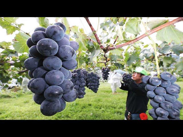 Colorful Japanese Grape Garden - Famous and Expensive Grape Harvest - Japanese Grape Farm