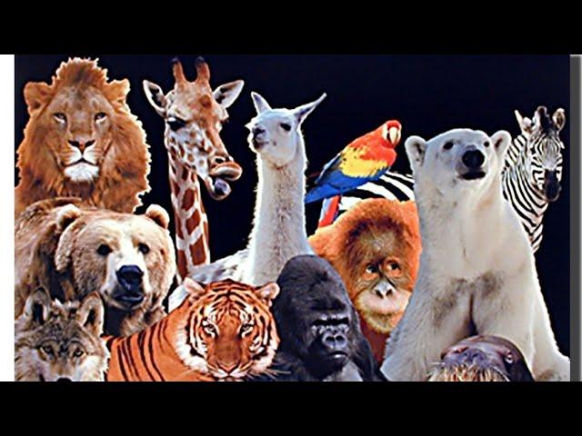 Animals in the Zoo - easy learning 24