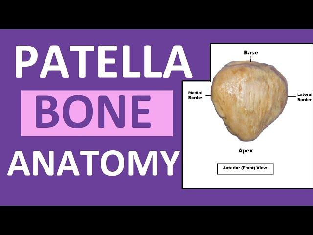 Patella Anatomy | Patella Kneecap Bone Review