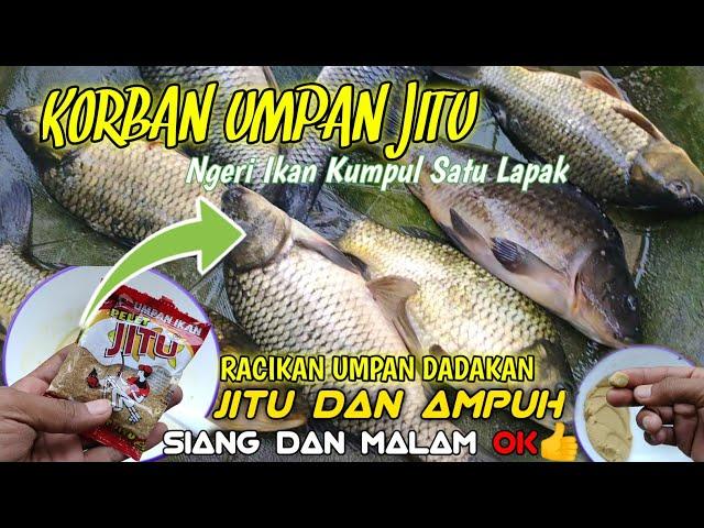 UMPAN IKAN MAS DADAKAN YANG JITU DAN AMPUH,Racikan Umpan Ikan Mas Harian&Lomba