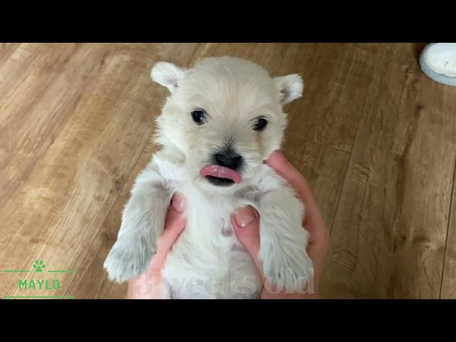 West Highland White Terrier from birth up to 8 weeks 