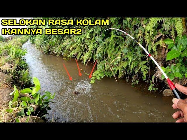 Luar Biasa Mancing di Selokan Rasa Mancing di Kolam Ikannya Besar2 #LM02